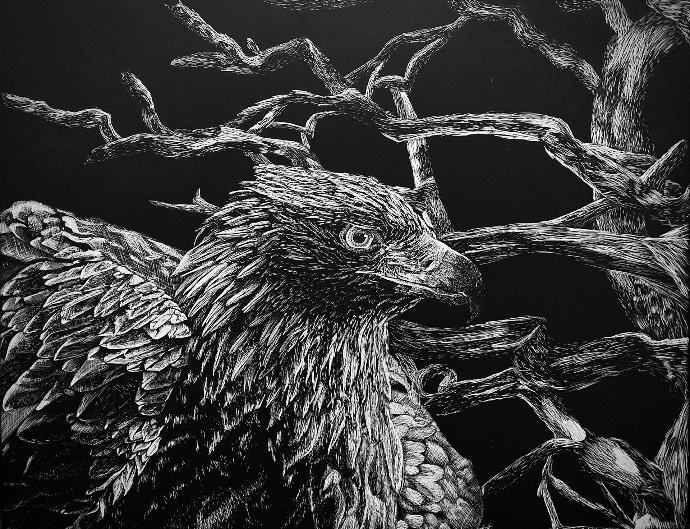 Golden eagle in tree ScratchBoard drawing.