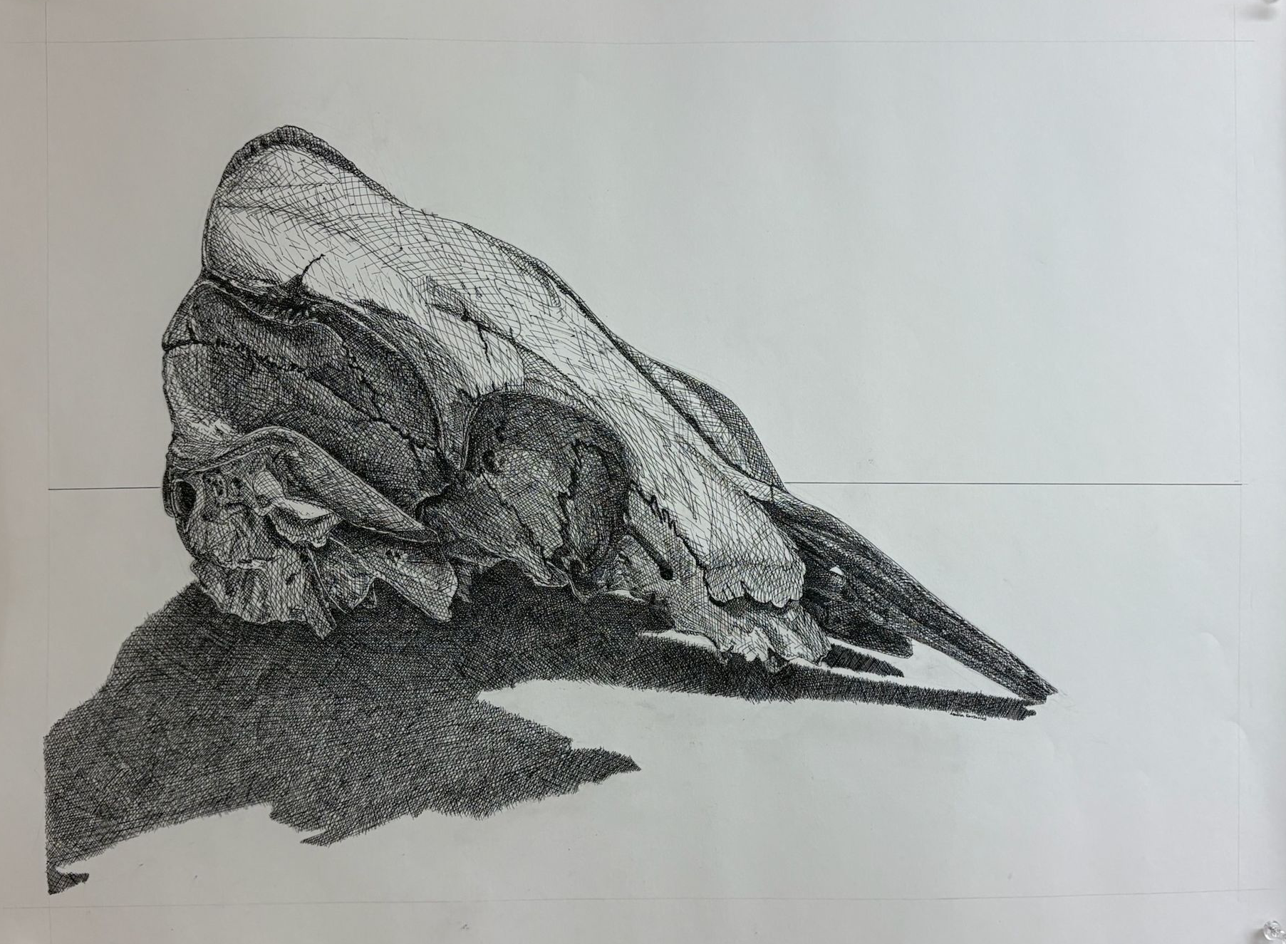 Skull drawing with pen crosshatching.