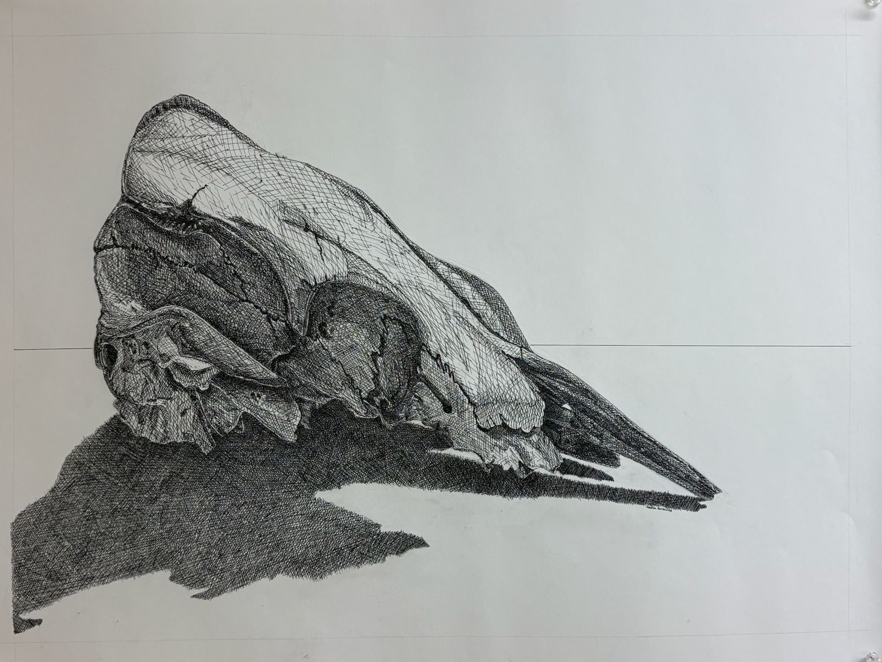 Cow skull crosshatching pen drawing.