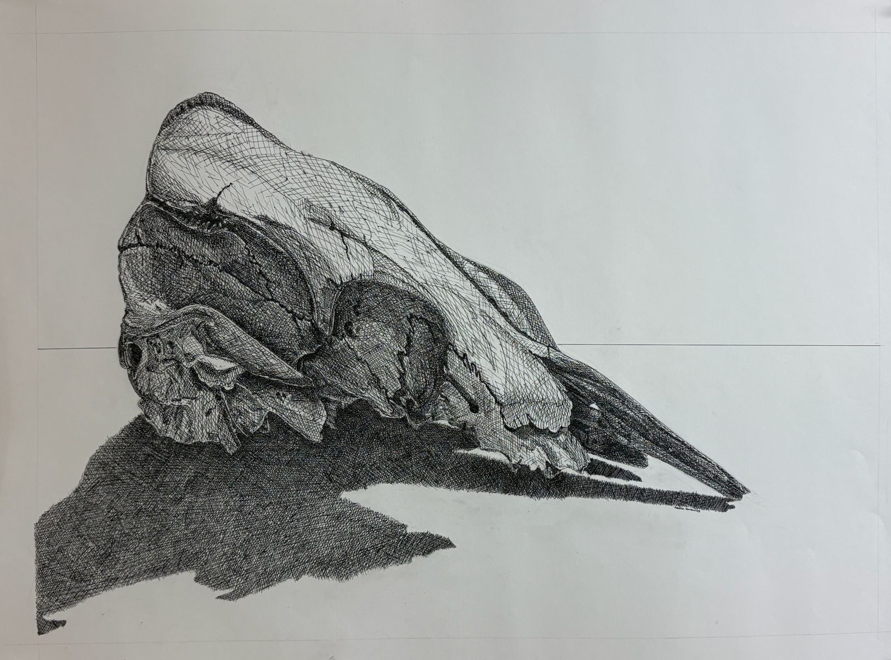 Cow skull pen crosshatched drawing.